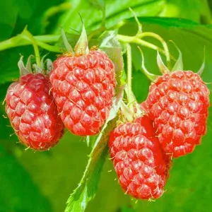 Hibrid kupine i maline Loganberry