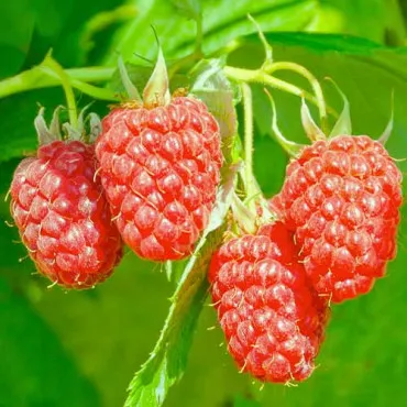 Hibrid kupine i maline Loganberry