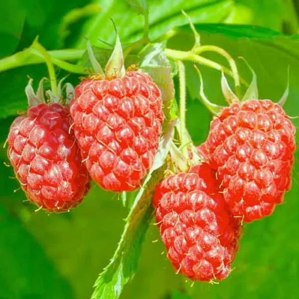 Hibrid kupine i maline Loganberry