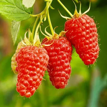 Hibrid kupine i maline Tayberry Medana