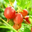 Ogrozd Hinnonmaki crveni