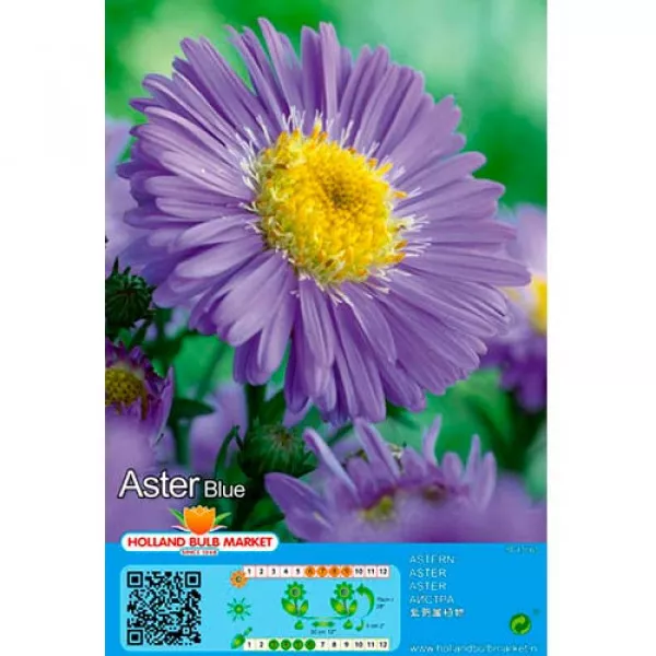 Alpski aster plavi