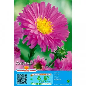 Alpski aster ružičasti