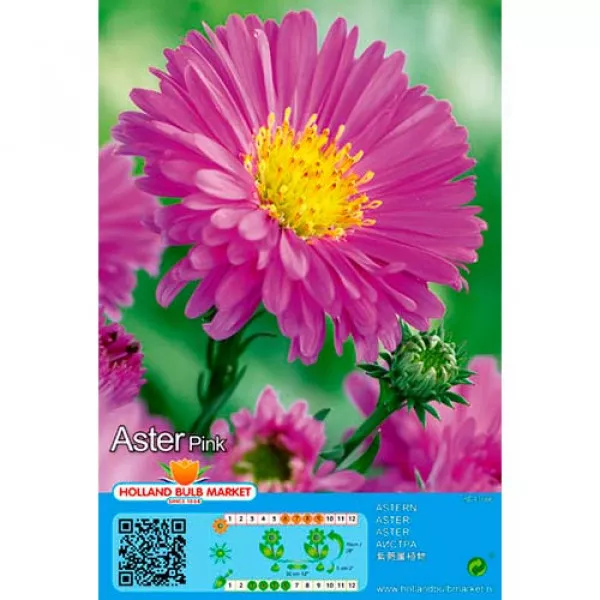 Alpski aster ružičasti