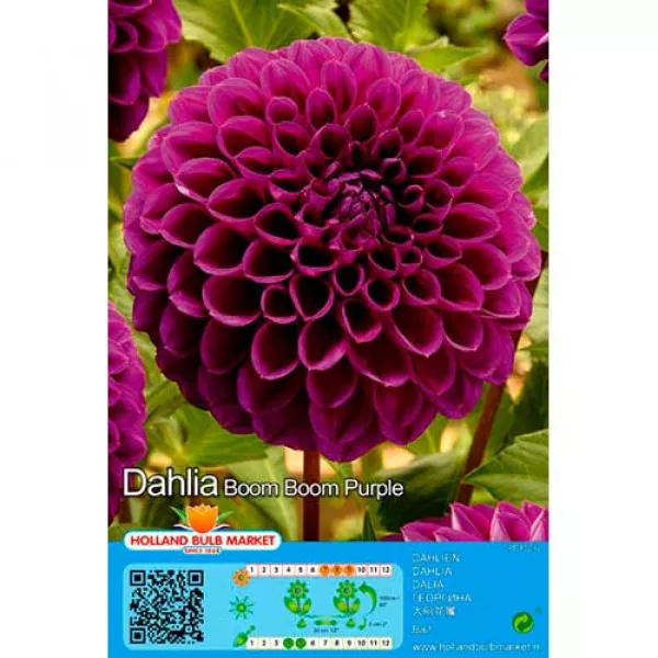 Kuglasta dalija Boom Boom Purple