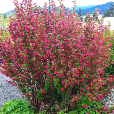 Ukrasni ribiz Pulborough Scarlet