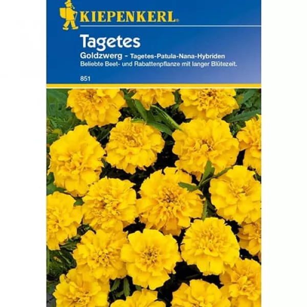 Sjeme kadifice Goldzwerg