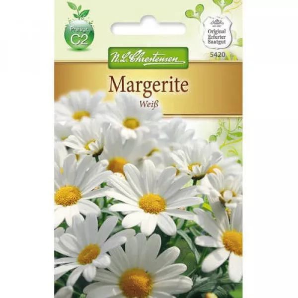 Sjeme krizanteme White