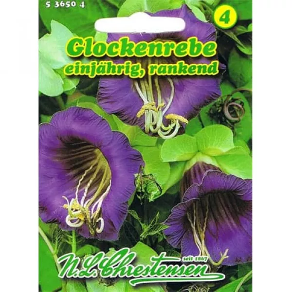 Sjeme cobaea Violettblau Sjeme cobaea Violettblau