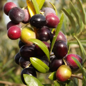 Maslina Arbequina