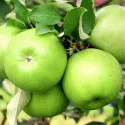 Jabuka Granny Smith