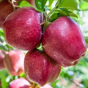 Jabuka Red Shar