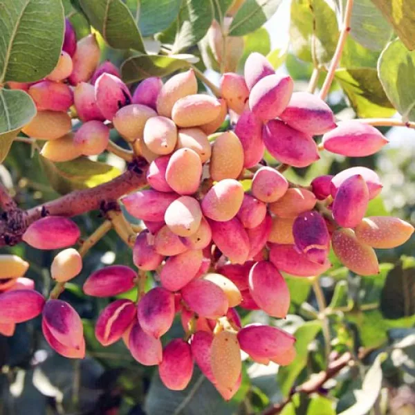 Aklimatizirana pistacija Aegenes (ženska)