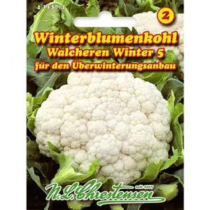 Sjeme cvjetače Walcheren Winter 5
