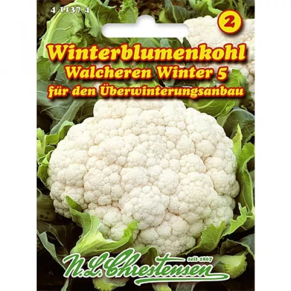 Sjeme cvjetače Walcheren Winter 5