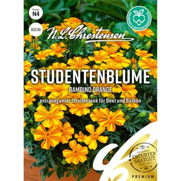 Sjeme kadifice Bambino Orange