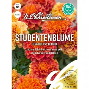 Sjeme kadifice Strawberry Blonde