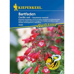 Sjeme penstemona Carillo Red