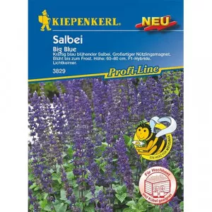 Sjeme kadulje Big Blue