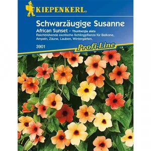 Sjeme tunbergije Susanne African Sunset