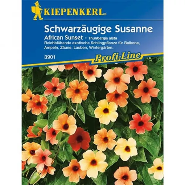 Sjeme tunbergije Susanne African Sunset