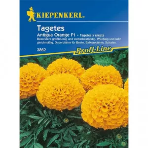 Sjeme kadifice Antigua Orange F1