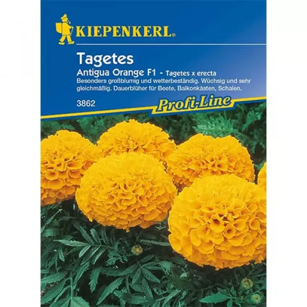 Sjeme kadifice Antigua Orange F1 Sjeme kadifice Antigua Orange F1