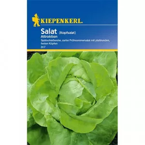 Sjeme zelene salate Attraktion