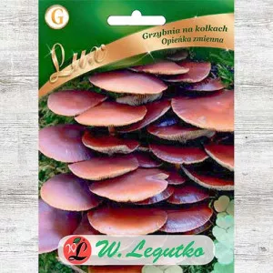 Medena gljiva