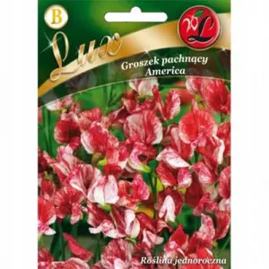 Sjeme Lathyrus odoratus (slatki grašak) America