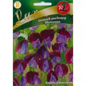 Sjeme Lathyrus odoratus (slatki grašak) Matucana
