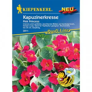 Sjeme dragoljuba Pink Princess