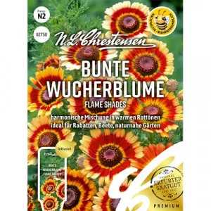 Sjeme krizanteme Flame Shades