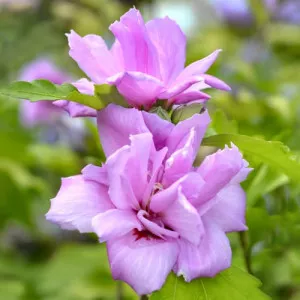 Hibiskus Ardens
