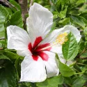 Hibiskus Red Heart