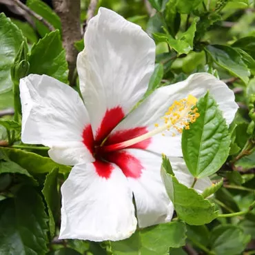 Hibiskus Red Heart