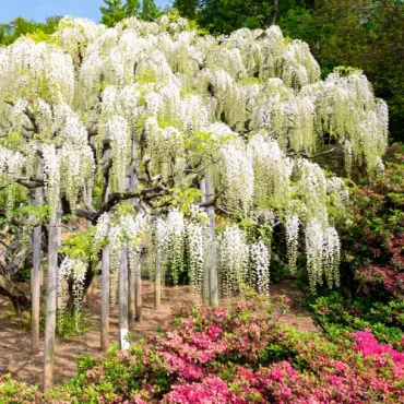 Glicinija (Wisteria sinensis) Alba