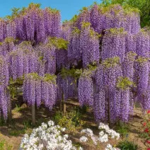 Glicinija (Wisteria sinensis) Blue