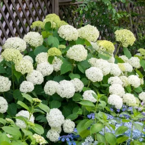 Hortenzija arborescens Annabelle