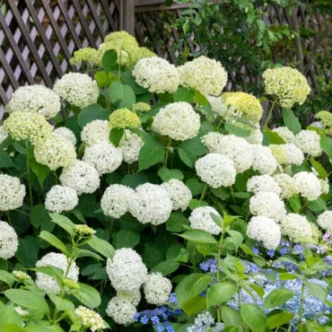 Hortenzija arborescens Annabelle