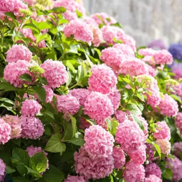 Hortenzija macrophylla Bouquet Rose