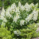 Hortenzija paniculata Grandiflora