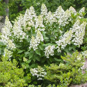 Hortenzija paniculata Grandiflora