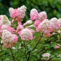 Hortenzija paniculata Pink Lady