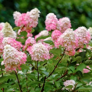 Hortenzija paniculata Pink Lady