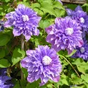 Clematis Multi Blue