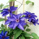 Clematis The President