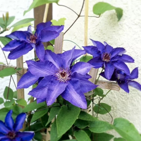Clematis The President
