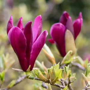 Magnolija Nigra