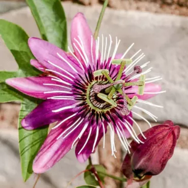 Pasiflora Victoria